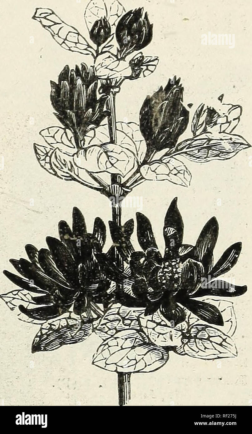 . Katalog der Früchte und Blumen: die besten alten und neuen Sorten von Obstbäumen, Pflanzen und Reben, neue seltene und schöne blühende Pflanzen, Sträucher und Bäume. Baumschulen (Gartenbau) New Jersey Hammonton Kataloge Kataloge; Blumen; Obst; Bäume Sämlinge Kataloge Kataloge. Mahonia. Ein immergrüner Strauch mit verlässt die Form des gemeinsamen Holly nur Sie deep purple statt grün sind. Die Blüten sind in Clustern und tief Goldgelb. Wenn die Staubgefäße berührt oder "GEKITZELT" mit einem Strohhalm sie springt", bo cts jedes Deutzia-Pride von Rochester. Die Deutzias tragen Ra. eme&gt; Stockfoto