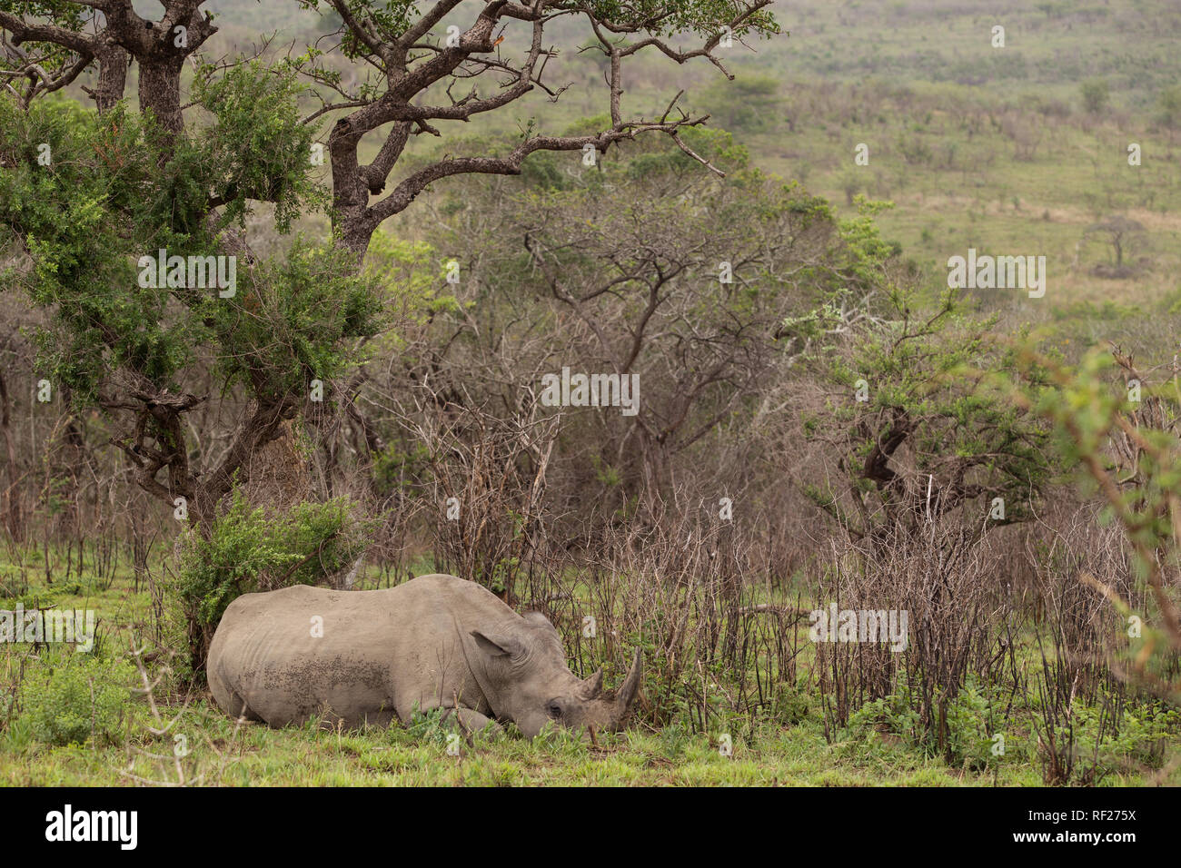 Hluhluwe Imfolozi, KwaZulu-Natal, Südafrika ist ein wichtiger Park in der Geschichte und der anhaltende Erfolg von Rhino Erhaltung. Stockfoto