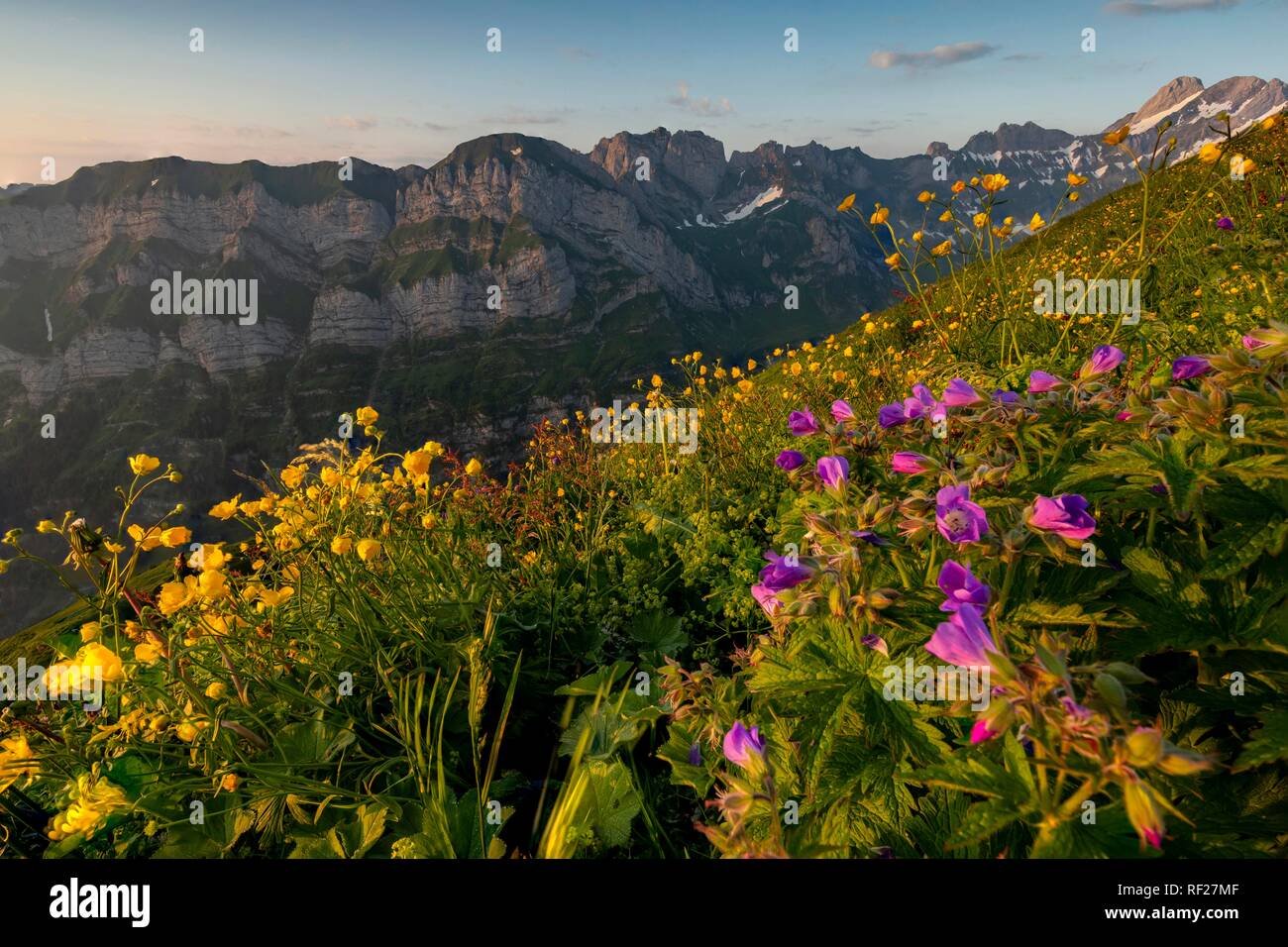 Sommerlichen Bergwiese mit Schrennen Bergstock, mit Appenzeller Land im Hintergrund bei Sonnenaufgang, Wasser Wiesen, Appenzell Stockfoto