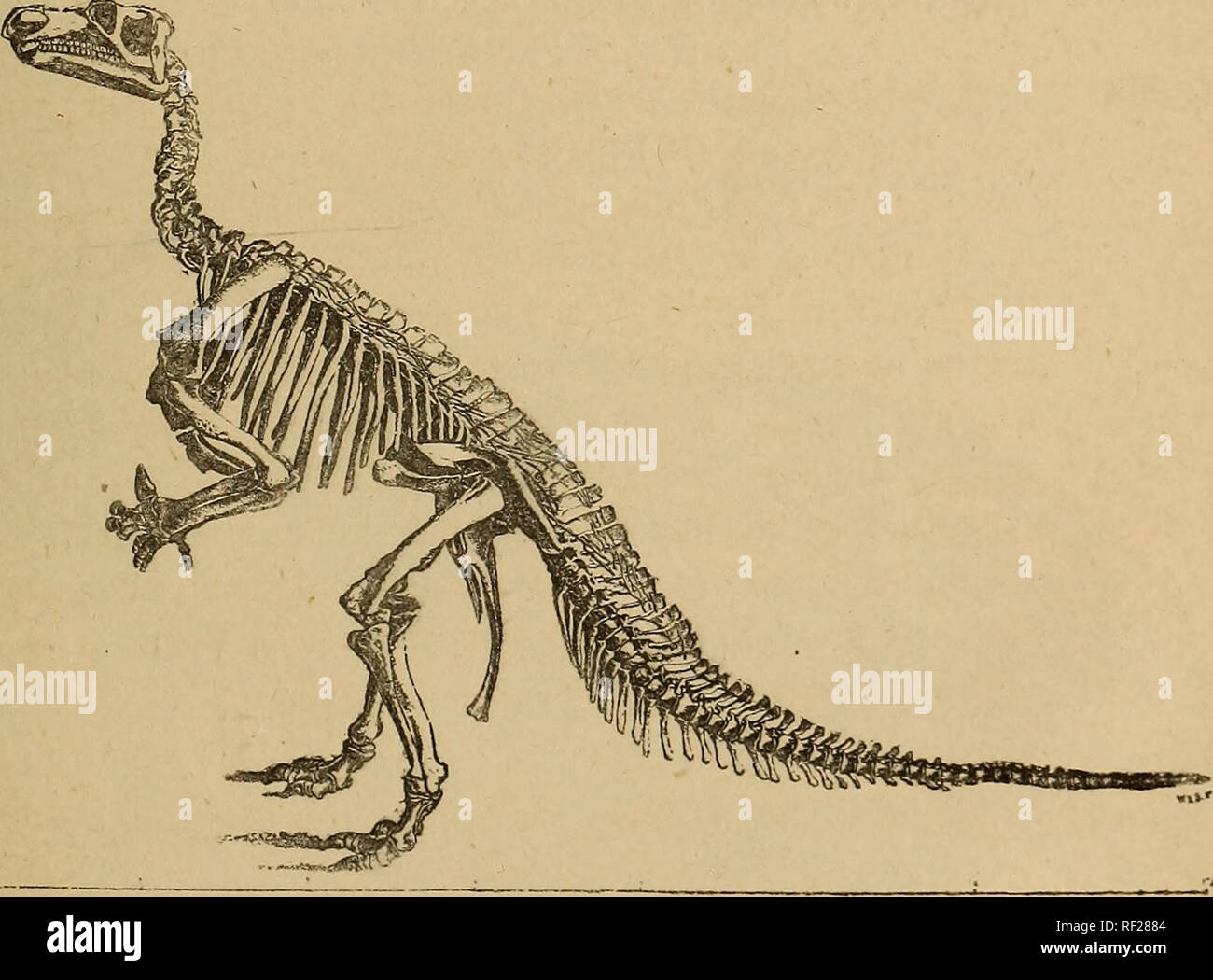. Katalog der fossilen Reptilien und Amphibien im British Museum (Natural History)... Von Richard Lydekker... Reptilien, Amphibien, Fossil, Fossil. IGUANODONTIDiE. 201 seitliche Kanten auch gezahnt. Ilium (Abb. 46) mit postacetabular Teil verjüngt sich bis zu einem Punkt; Sitzbein sehr lang und schlank, mit kurzen Kopf, kleine Kerbe zwischen letzteren und obturator Prozess, und die Welle verdreht, mit kleinen distalen Expansion; pubis Kürzere thau Sitzbein. Iguanodon Boulcnger bernissartensis, 1. Syn. Iguanodon seelyi, hulke 2. (?) Streptospondylus major, Owen 3. Größere und stouter als Art; in der Regel Tota Stockfoto