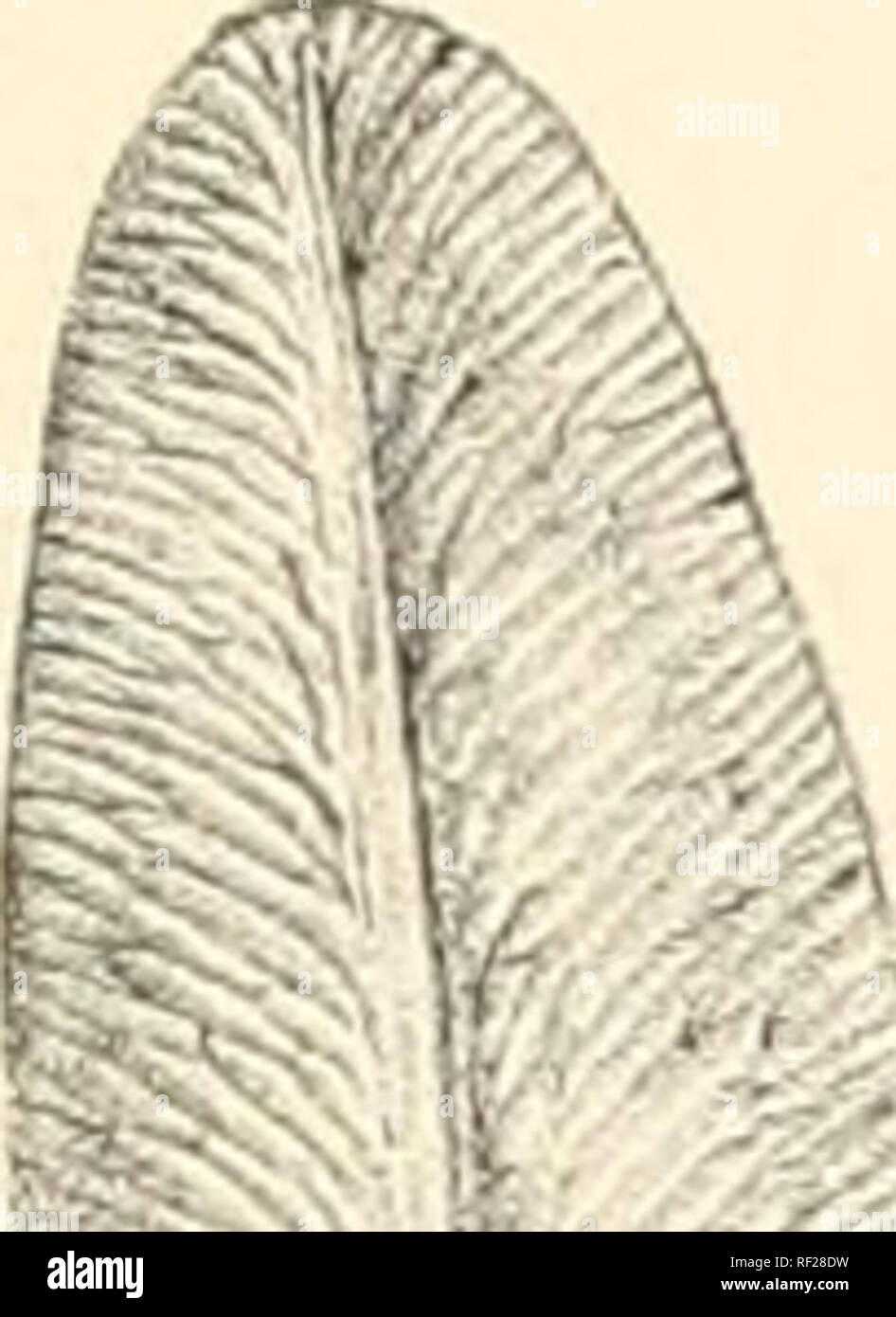 Glossopteris Stockfotos & Glossopteris Bilder Alamy