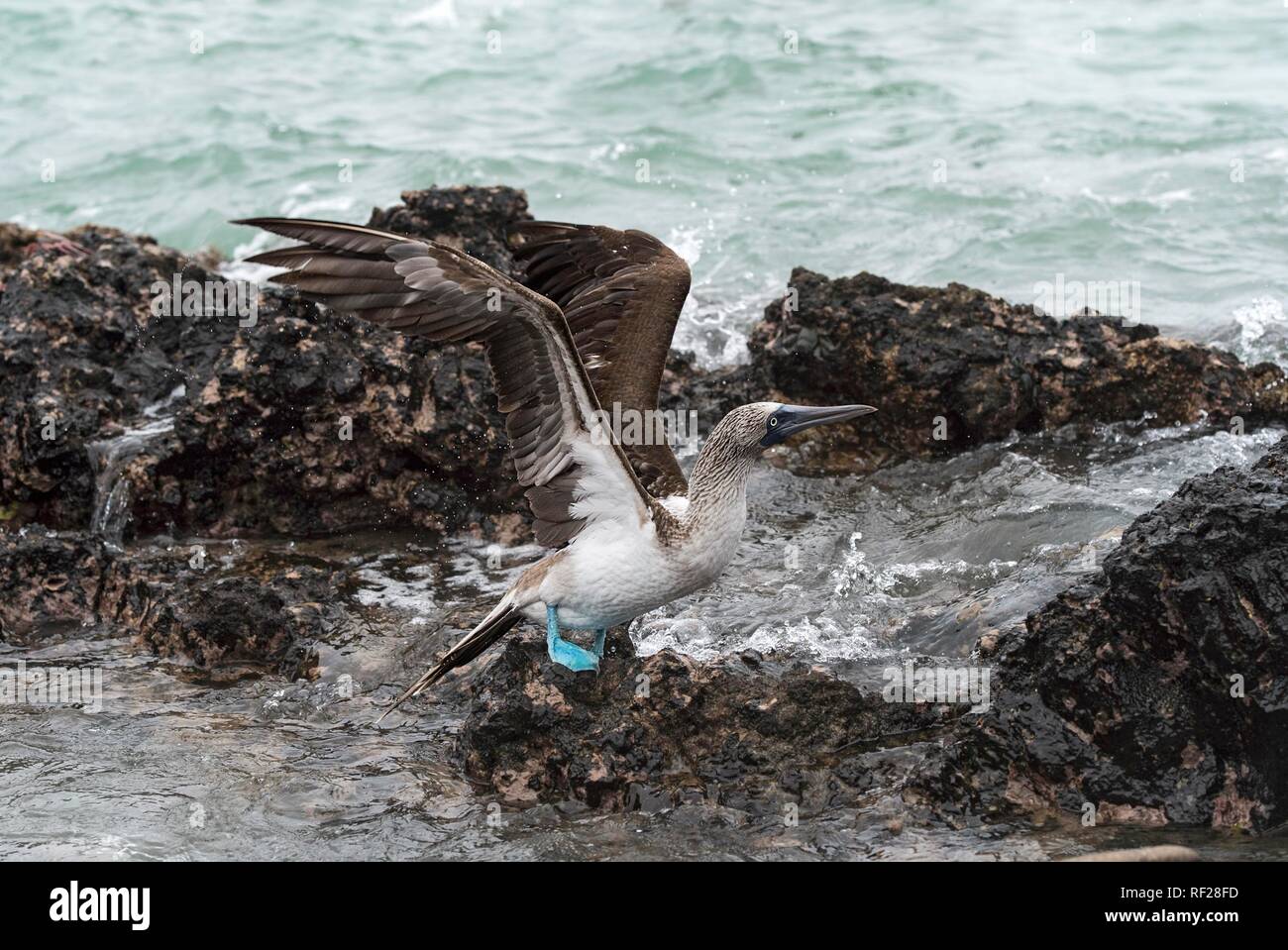 Blue-footed Booby (Sula nebouxii), die Insel Isabela, Galapagos, Ecuador Stockfoto