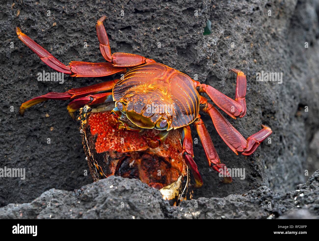 Red Rock Crab (Grapsus grapsus) versorgt einen Hummer, Insel Floreana, Galapagos, Ecuador Stockfoto
