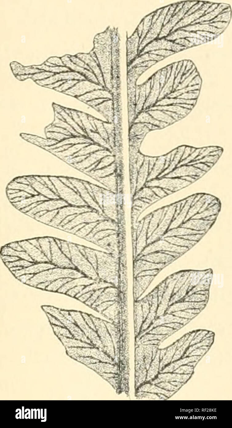 . Katalog der fossile Pflanzen der Glossopteris Flora in der Abteilung
