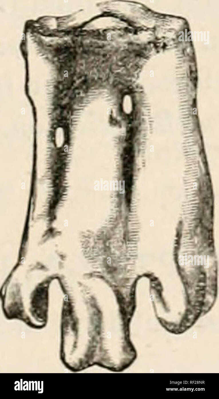 . Katalog der fossile Vögel im British Museum (Natural History). SI-HENISCID. E. 195 groß, sehr weit oben angebracht und nicht unt sind häufig vereint mit einem niedrigeren I) i-ocess zu einem großen, länglichen Foramen umschließen. Das Schulterblatt ist sehr-Largo und breit. Die Flügel - Knochen arc komprimierte und der Proximalen sind sehr klein; die humerus mit einem sehr großen subtrochanteric Fossa und Abgebrochen kondylen. Familie SPIIENISCID. E. Umfasst alle Mitglieder der Unterordnung. Gattung EUDYPTES, Vieillot'. Die art Bogen in der Regel kleinere Größe als die von Aiiteno - diftes (Avhich in^ ew Neuseeland unbekannt ist), und der Schnabel ist muc Stockfoto