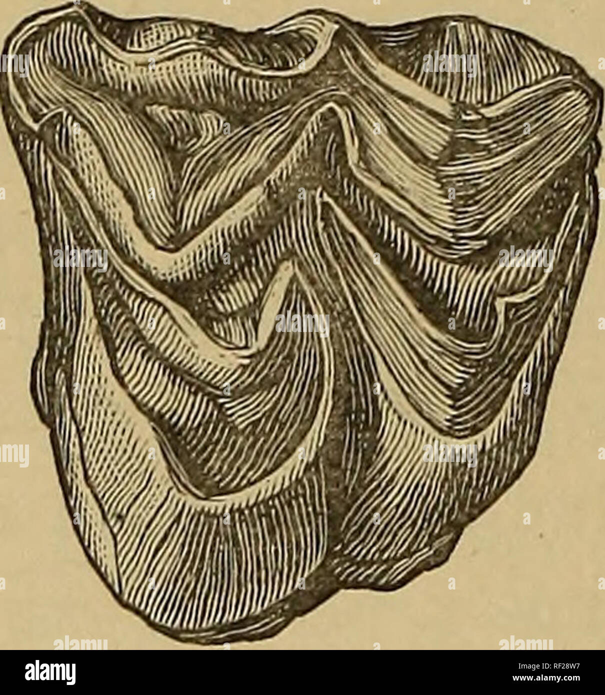 . Katalog der fossil Mammalia im British Museum (Natural History). Säugetiere, Fossil. 120 UN&amp; ULATA. Indian Museum, Kalkutta (Nr. B 337). Es beschrieben ist und durch die vorliegende Schriftsteller in der 'Palseontologia Indica stellte, "ser. 10, Vol. II S. 173, 174; die Abbildung in der begleitenden Holzschnitt reproduziert wird (Abb. 13). Von M.LydekTcer, Esq., 1884 präsentiert. Abb. 13.. Sivalensis Paleeomeryx. Linken oberen Backenzahn wahr; von der Siwaliks. . (Aus der "palaeontologia Indica.') Paleeomeryx bojani, H. v. Meyer Syn. Dicroceros (?) Magnus, Lartet 2. Das ist der zweitgrößte europäische Arten Stockfoto