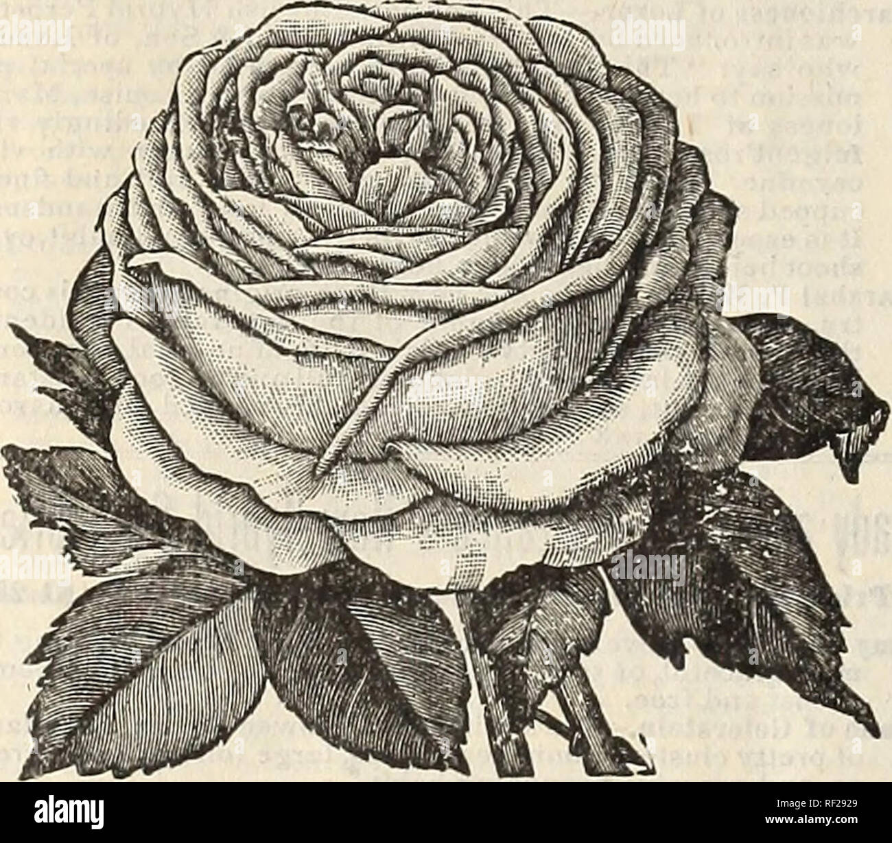 Katalog Der Floralen Schonheiten Fur Das Fruhjahr 1896