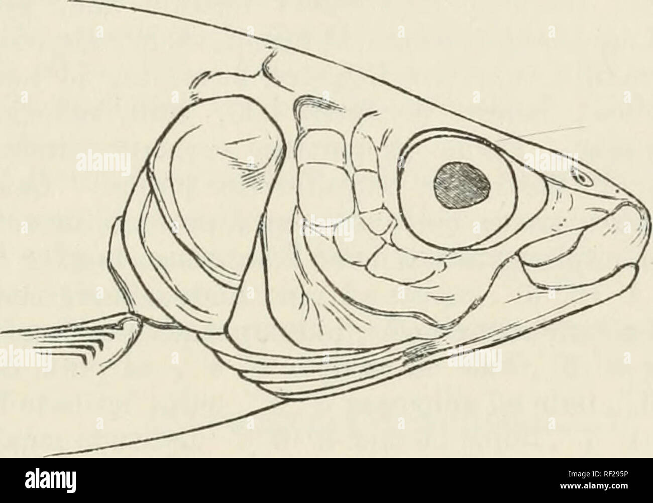 . Katalog der Fische im British Museum. British Museum (Natural History); Fische. 11. COEEGONUS. 183 kaudale); die Länge des Kopfes zwei Neuntel, oder fast ein Fünftel. Schnauze, schräg vor abgeschnitten, den Oberkiefer erheblich länger als die untere; die Oberkiefer erstreckt sich über die senkrechte froni der vorderen Rand des Auges, und seine Länge ist zwei Siebtel des. Die zusätzliche Knochen des max-illary ist ziemlich breit, subsemicircular. Die Länge der Unterkiefer ist gleich der mindestens Tiefe der Schwanz. Zurück hinter dem Kopf einige - 'was gebogen. Brust Stockfoto