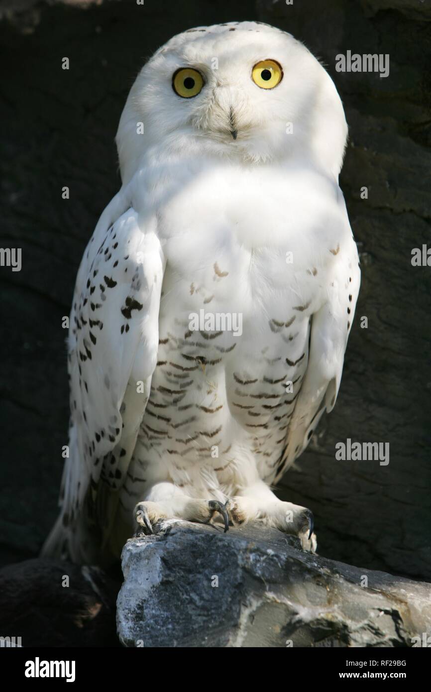 Snowy - oder arktischen Owl (Nyctea scandiaca), ZOOM Erlebniswelt Zoo, Gelsenkirchen, Nordrhein-Westfalen Stockfoto