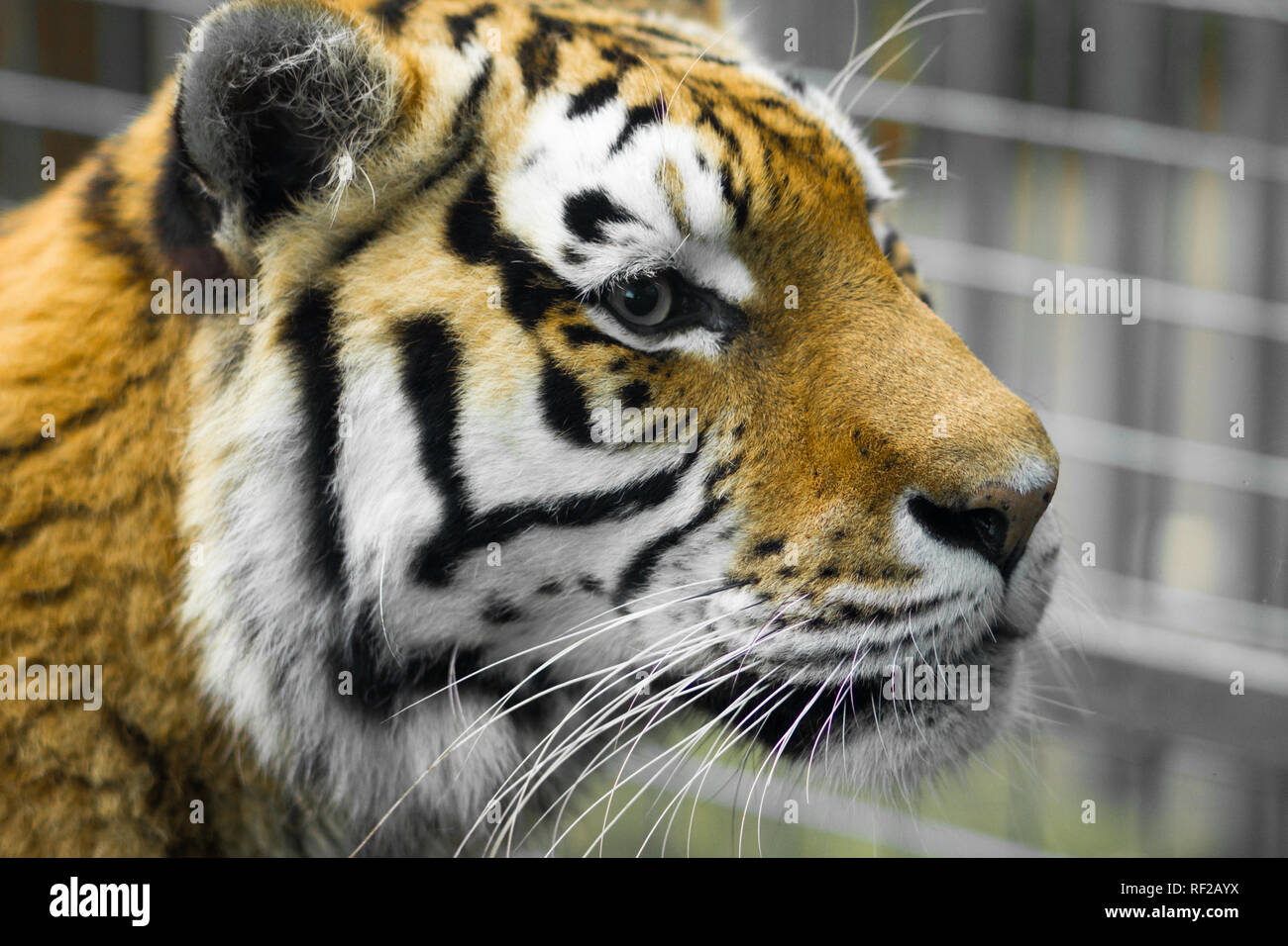 Tiger im Paradise Wildlife Park in Hertfordshire, Großbritannien Stockfoto