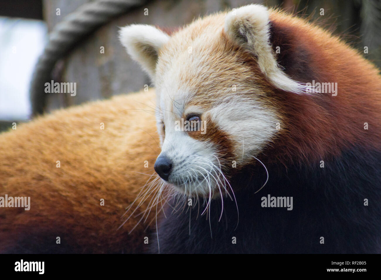 Red Panda im Paradise Wildlife Park in Hertfordshire, Großbritannien Stockfoto