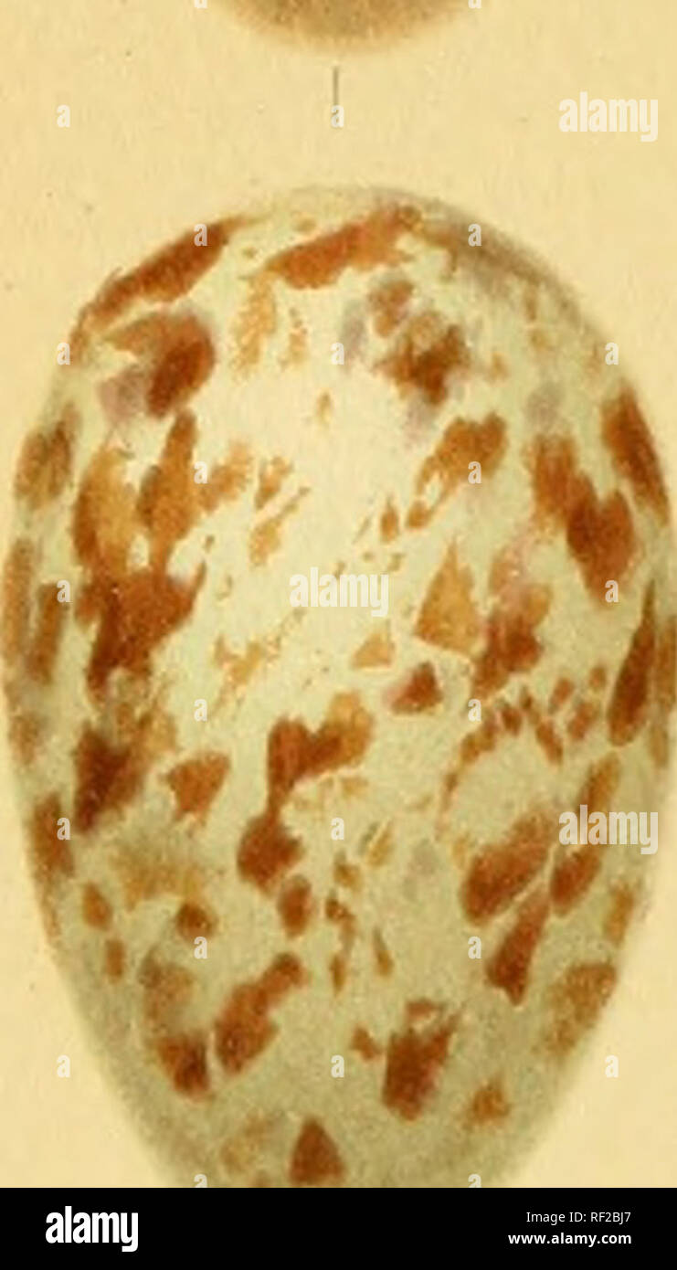 . Katalog der Sammlung von vogeleier im British Museum (Natural History