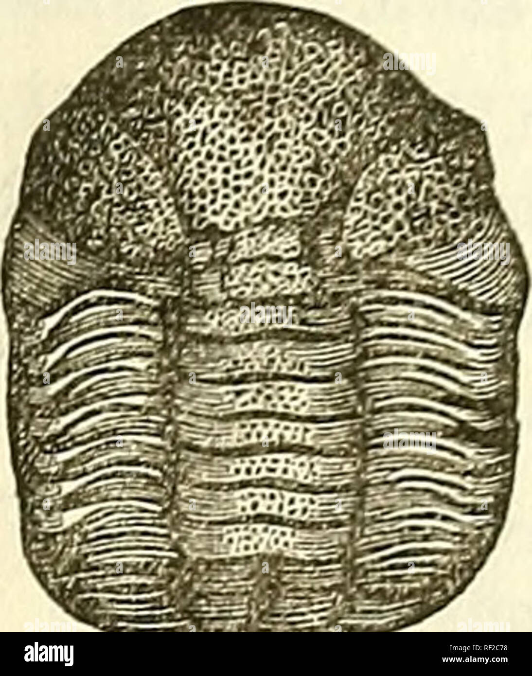 . Katalog von Abgüssen von Fossilien, von den wichtigsten Museen von Europa und Nordamerika, mit kurzen Beschreibungen und Abbildungen. Fossilien. Krebstiere. 107 Nr. 441. Phacops bnfo (var. Rana), Grün. Trilobiten der Gattung Phacops haben sehr große, Prominente, granulierte Augen, bilden ein Segment auf einem Kegel, unterschiedliche Trilo - Bation und elf Körper-Ringe. Diese Arten, die Calymene macrophthalma der Brongniart, und vielleicht auch identisch mit der Phacops latifrons der Bronn, hat eine sehr konvexe Kopf, Trade Boxes - pying ein Drittel der gesamten Länge, einen tuberculated Glabella, und die elf pleurae bückte sich an der ex Stockfoto