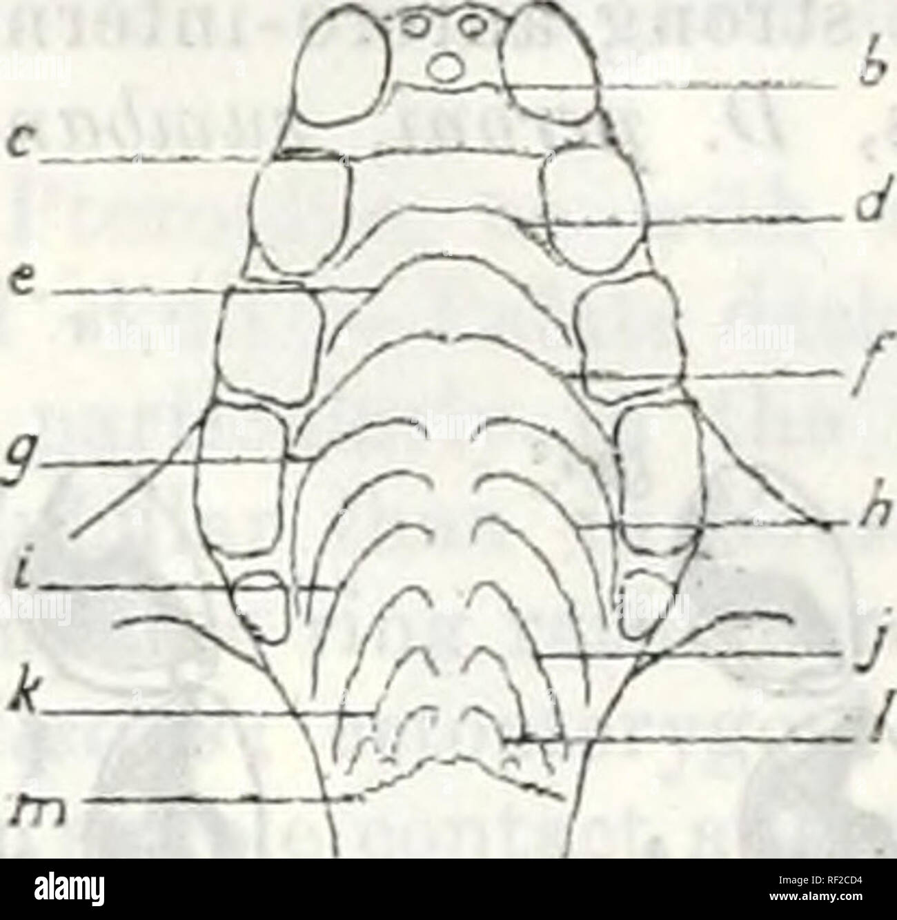 Katalog der Chiroptera in der Sammlung... Museum. . Ein s. Abb. 26.-  Geschmack - Grate. A, Pi^rojnis hypuineUnius ionieni (94.7.14.3), für  eomparisun ivitb B, Dubaimia exoleta (97.1.3.18). Die "wahrscheinlichen  houiologiea der