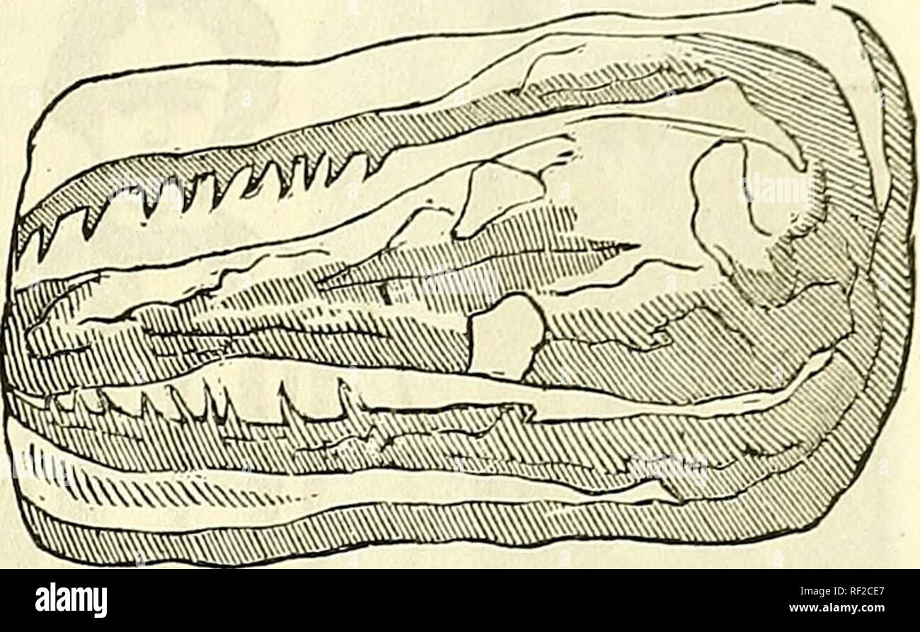 . Katalog von Abgüssen von Fossilien, von den wichtigsten Museen von Europa und Nordamerika, mit kurzen Beschreibungen und Abbildungen. Fossilien. EEPTILIA. 77 Nr. 291. Archegosaurus Decheni, Goidf. Kopf, auf Platte. Diese "urzeitlichen Echse" Streitigkeiten mit der sauropus von Lea für die Ehre der zunächst Luftatmer. Goldfuss hielt es eine Eidechse; Agassiz behauptet, dass sogar in seiner Gliedmaßen - Die meisten Keptilian Feature - es eng ist wie Ganoid Fische der Gattung Polypterus; während die Mehrheit der Naturforscher betrachten es als Proteoid Salamandrian. Es hatte geformtes knöchernen Platten auf den Kopf wie Gan Stockfoto