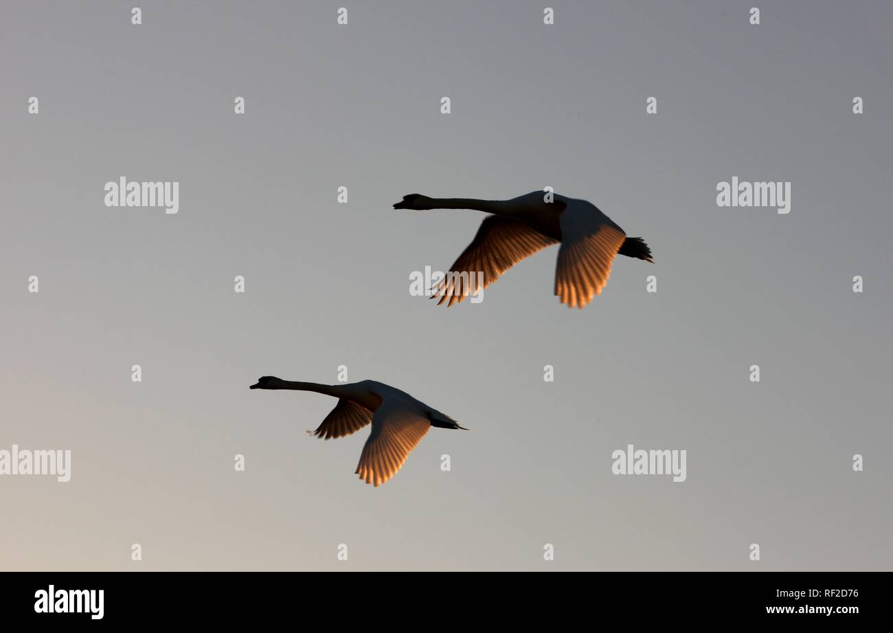 Schwäne (Cygnini) im Flug Stockfoto