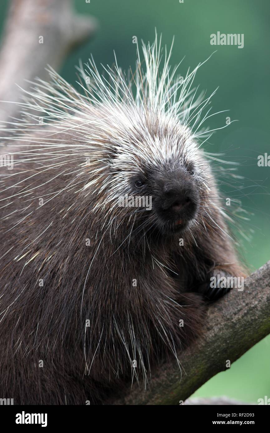 North American Porcupine, Kanadische Porcupine (Erethizon dorsatum), in die Zoom Erlebniswelt, Zoo in Gelsenkirchen Stockfoto