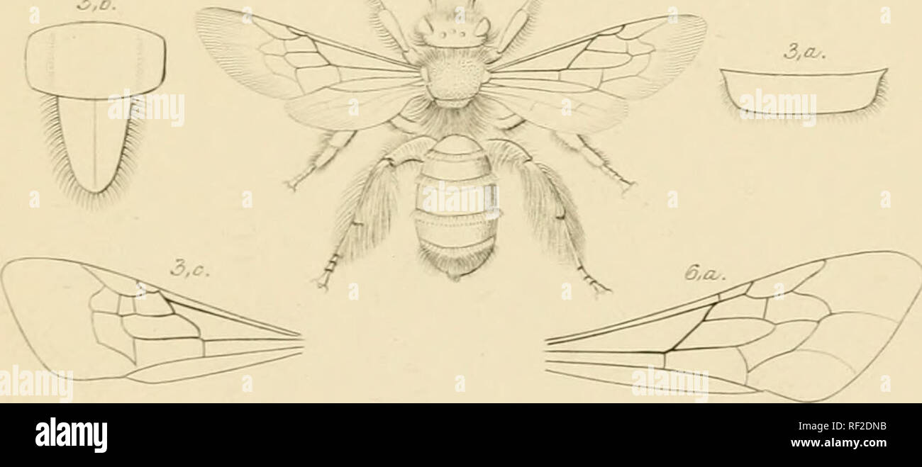 . Katalog der Britischen Hymenoptera im British Museum. Teil 1, Andrenidae und Apidae. Bienen; Hymenoptera - - Großbritannien. "Q"^^. Bitte beachten Sie, dass diese Bilder sind von der gescannten Seite Bilder, die digital für die Lesbarkeit verbessert haben mögen - Färbung und Aussehen dieser Abbildungen können nicht perfekt dem Original ähneln. extrahiert. British Museum (Natural History). Abt. für Zoologie; Smith, Friedrich, 1806?-1879. London Gedruckt im Auftrag des Kuratoriums Stockfoto