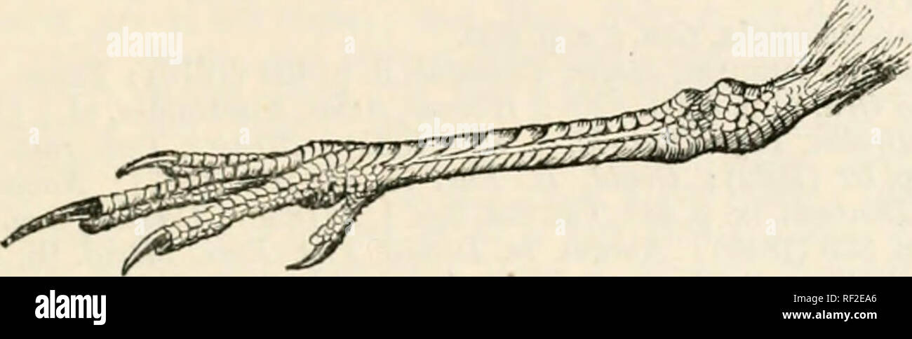 . Katalog der Vögel im British Museum. GLAREOLA. 53 7. GLAREOLA. Typ. (Ilareola, Brianon, Orn. v. s. 141 (17 (50) G. pratincola. Trachelia, Scop. Ann. 1. s. 110 (176 SJ) G. pratincola. Pratincola (nt-c Koch), der/l. Orn. Eur.II S. 107 (1843) "G. pratincola. Dromochelidon, Landb. Jahresb. Ver. Nat. Wiirttemb. 1846, S. 212 G. pratincola.. Abb. 7. - Linken Fuß des Glareola Orientalen (von außen). Abb. 8. - Mittlere Klaue der rechte Fuß (von innen), um zu zeigen, die pectination (vergrößert). Bereich. Afrika und Madagaskar; Südeuropa, ostwärts nach Zentralasien, Indien, der Burmesischen countrie Stockfoto