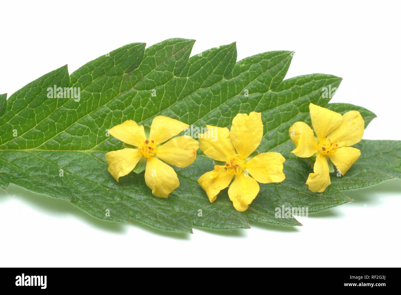 Gemeinsame Agrimony, Kirchtürme oder Sticklewort (Agrimonia eupatoria), heilkraut Stockfoto