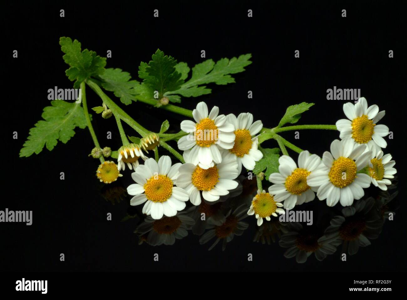 Mutterkraut (Chrysanthemum parthenium), heilkraut Stockfoto
