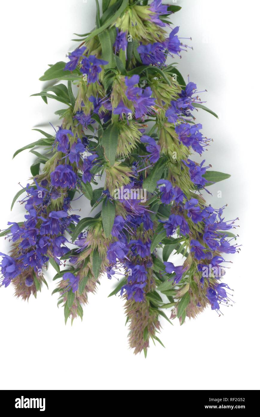 Kraut Ysop (Hyssopus officinalis), Heilpflanzen Stockfoto