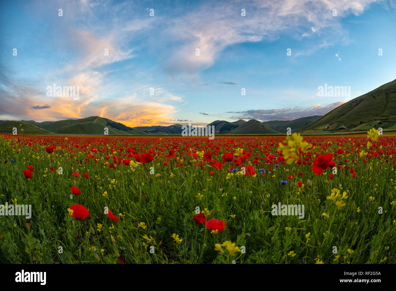 Italien, Umbrien, Sibillini Nationalpark, blühenden Blumen und Linsen auf Piano Grande di Castelluccio Di Norcia Stockfoto