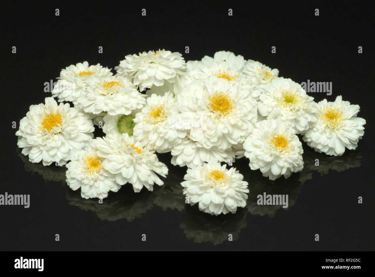Römische Gänseblümchen oder Garten Gänseblümchen (Anthemis Nobilis), Heilpflanzen Stockfoto
