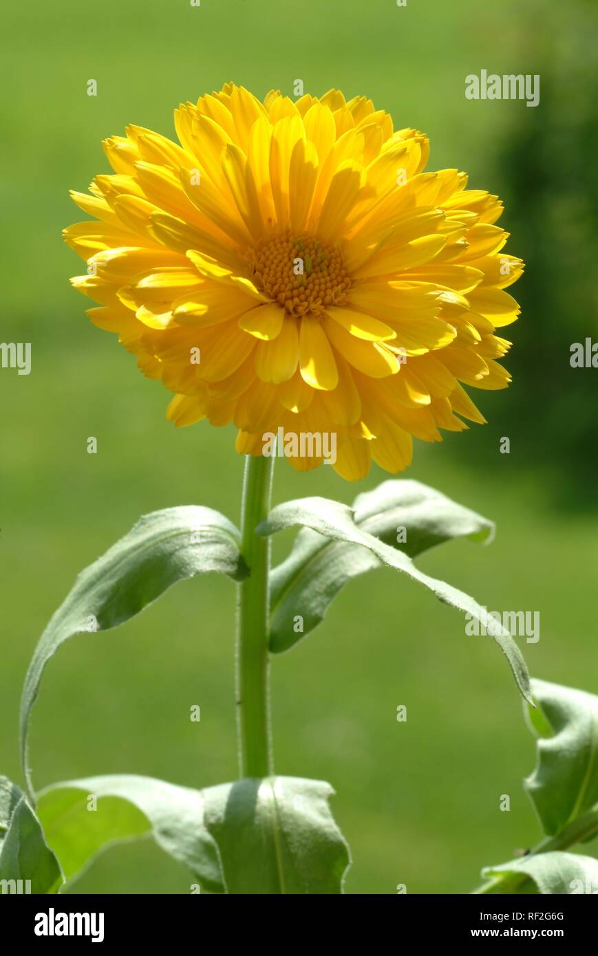 Topf - oder Englisch Ringelblume (Calendula officinalis) Blume, Heilpflanzen Stockfoto