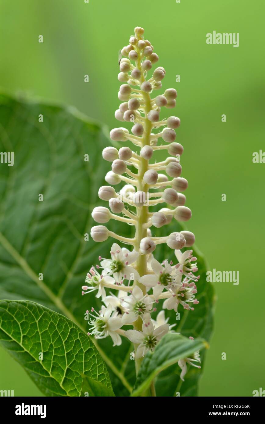 Pokeweed oder Pokebush oder Pokeberry oder Inkberry (phytolacca), Heilpflanze, giftige Pflanze Stockfoto
