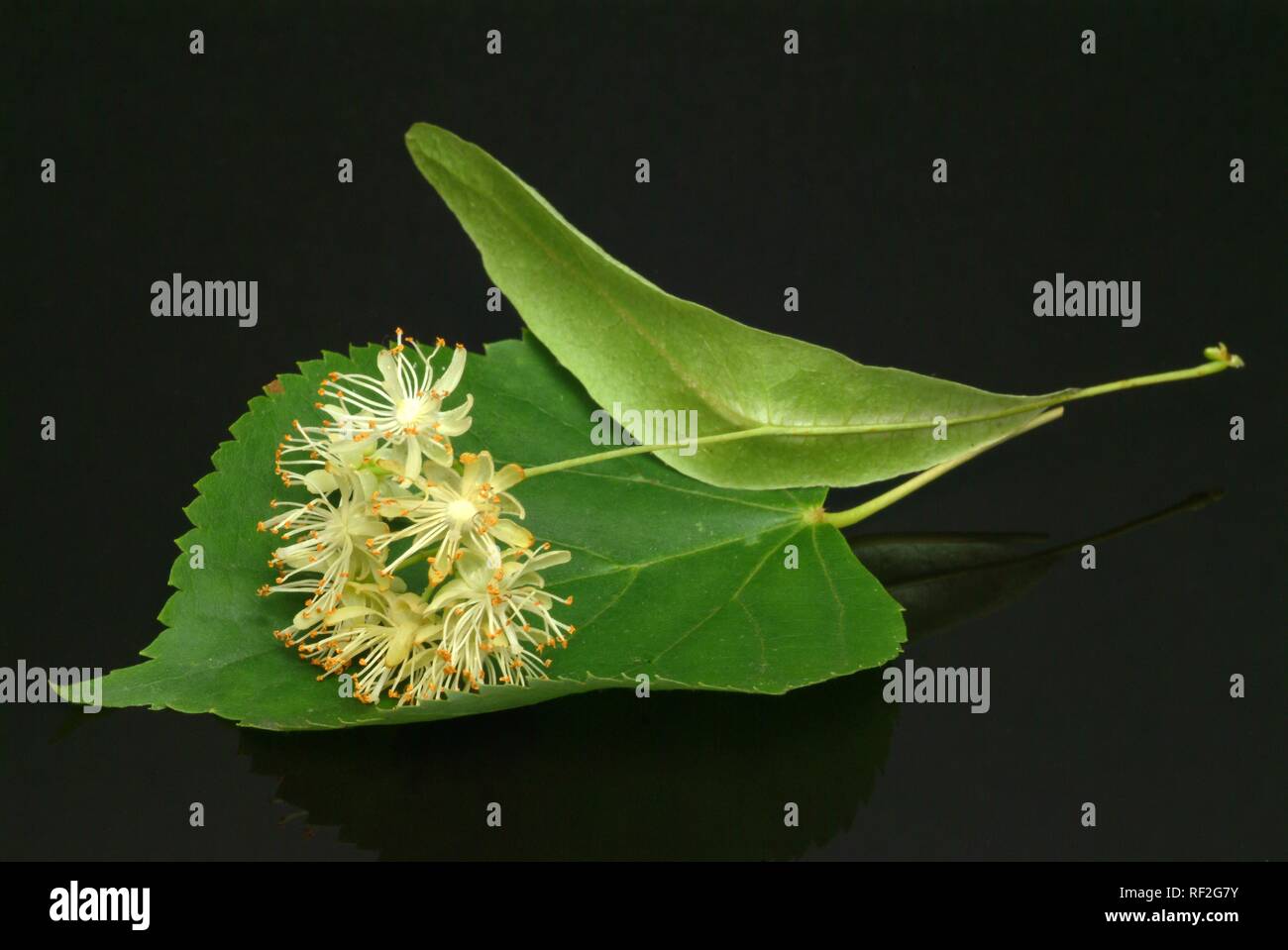 Kalk oder Linden (Tilia) Blüten, Heilpflanzen Stockfoto