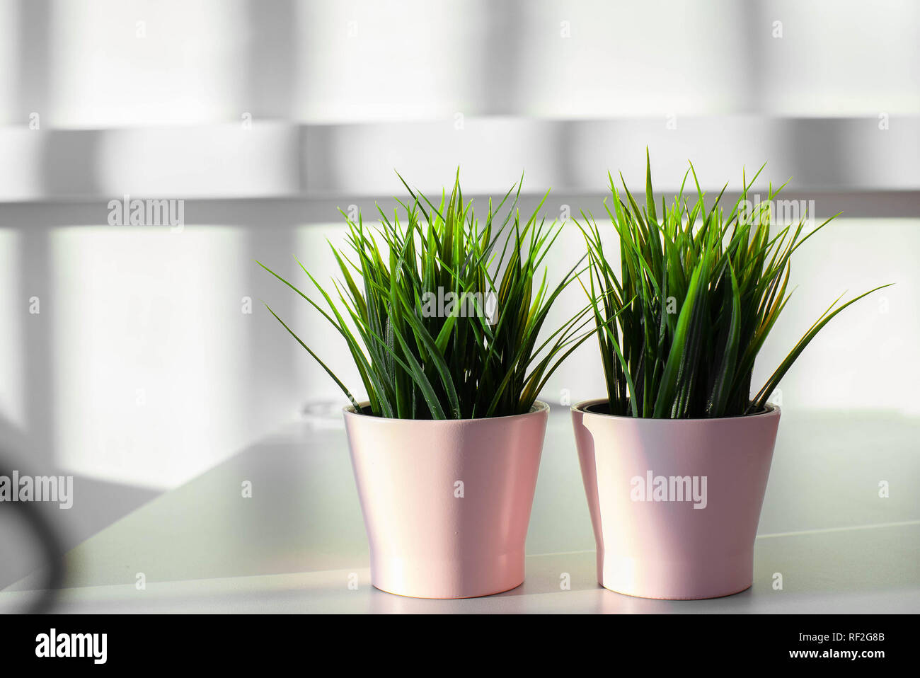Zwei rosa Töpfe mit grünen saftigen Gras auf den Schreibtisch. Stockfoto