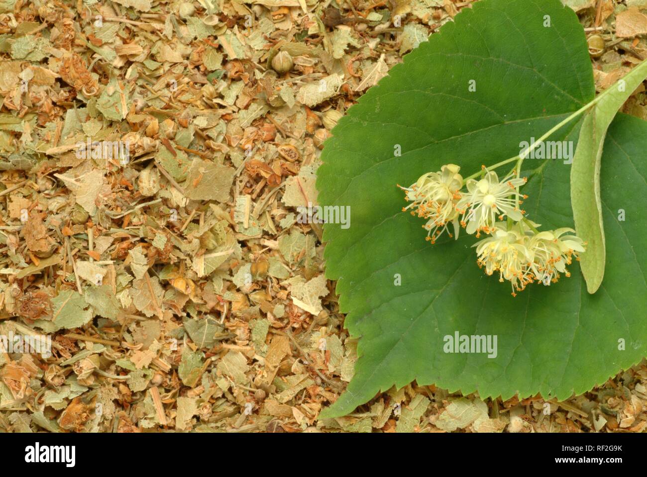 Kalk oder Linden (Tilia) Blüten, Heilpflanzen Stockfoto