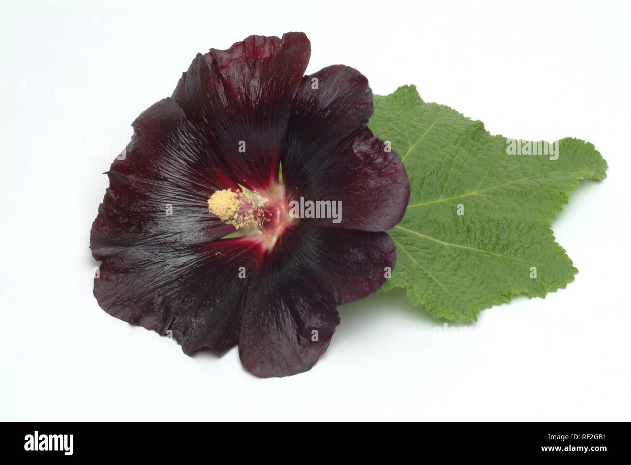 Gemeinsame Malve (Alcea rosea, Althaea rosea), Heilpflanzen Stockfoto