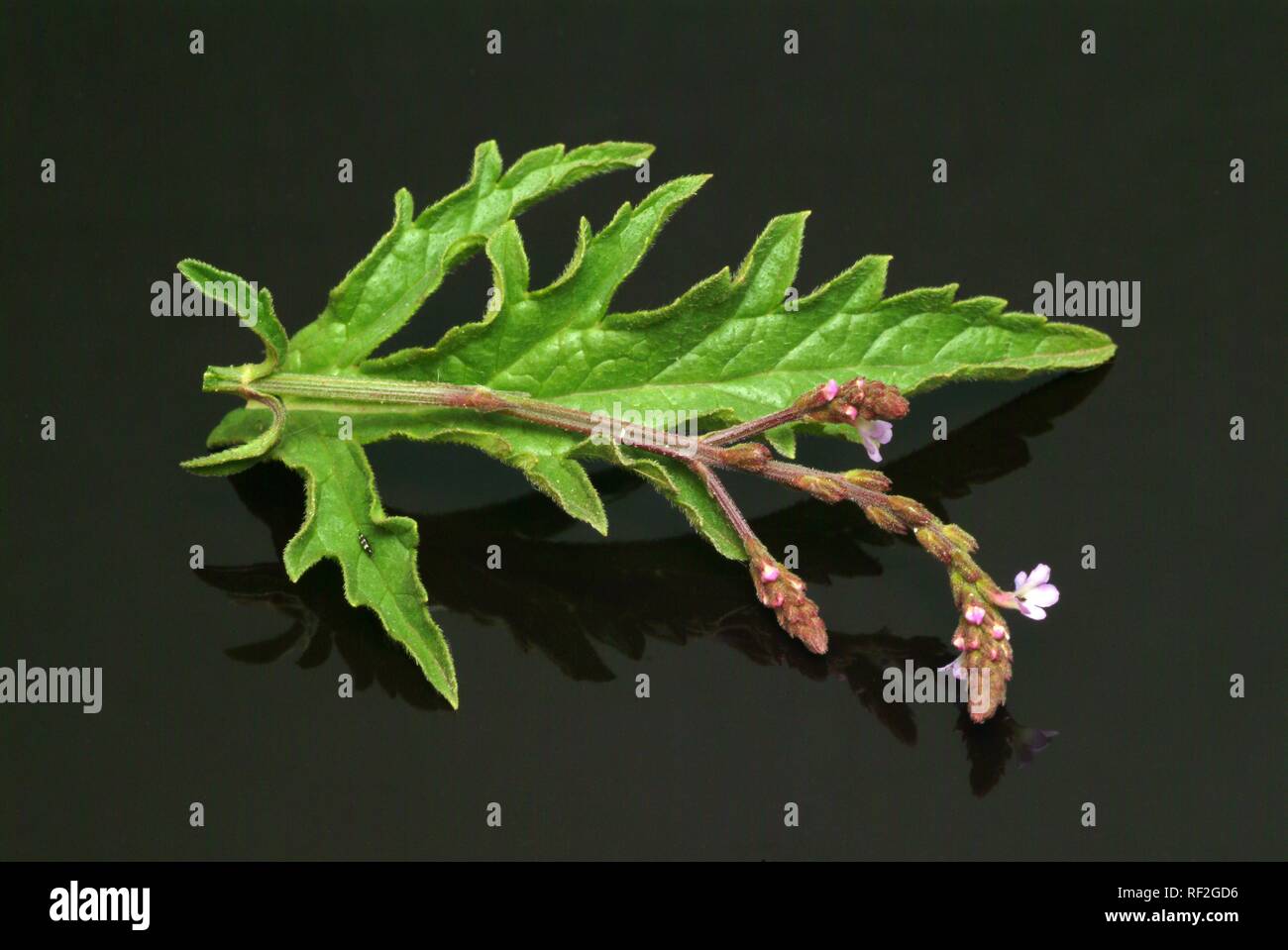 Gemeinsame Vervain, Eisenkraut, einfacher Freude oder heilige Kraut (Verbena officinalis), Heilpflanzen Stockfoto