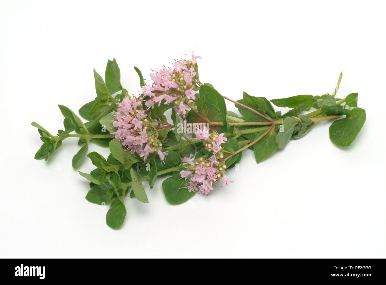 Oregano oder Topf Majoran (Origanum vulgare), Heilpflanze, Spice Stockfoto