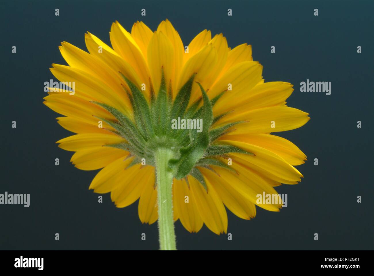 Pot marigold oder Englisch Ringelblume (Calendula officinalis) Blume, Heilpflanzen Stockfoto