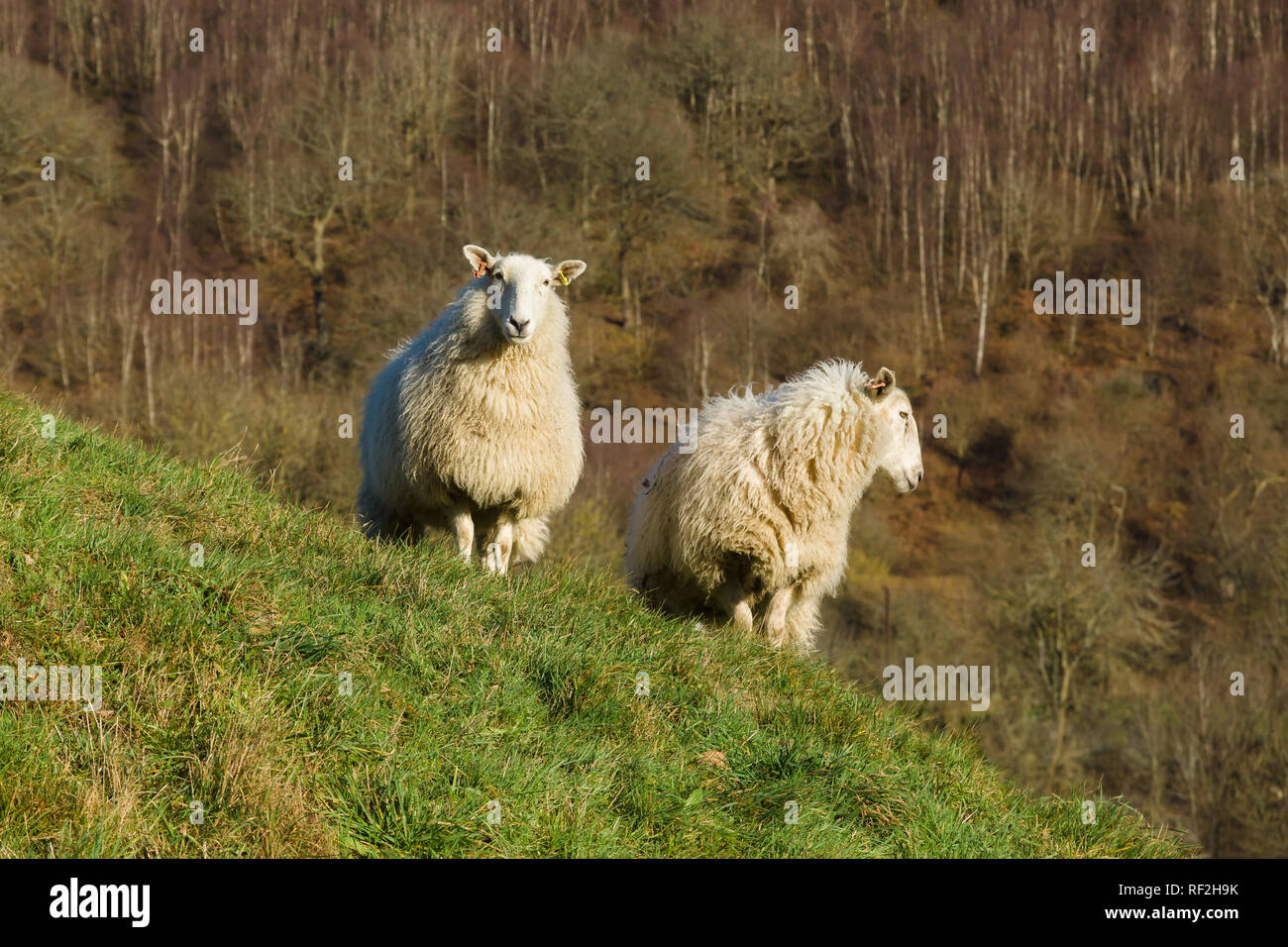 Welsh Mountain Schafe auf einer Hochebene Hill in der Nähe von Llangollen eine robuste Rasse an die rauen Hügel und Berge von Wales geeignet, in der Regel im Freien gehalten Stockfoto