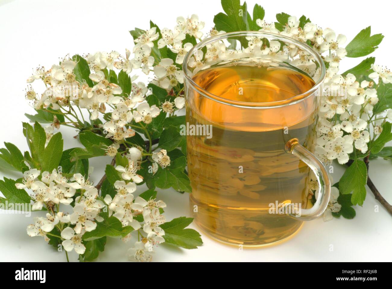 Common Hawthorn oder Blossom (Rosa moschata), Kräutertee, Arzneimittel, Kaffee Stockfoto