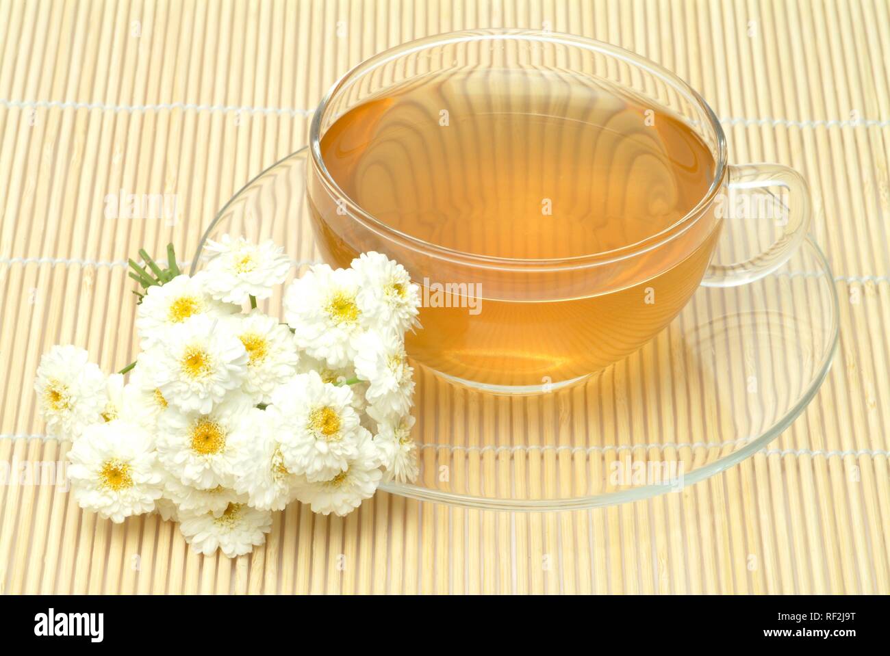 Römische Kamille oder Garten Kamille (Anthemis Nobilis), Kräutertee Stockfoto