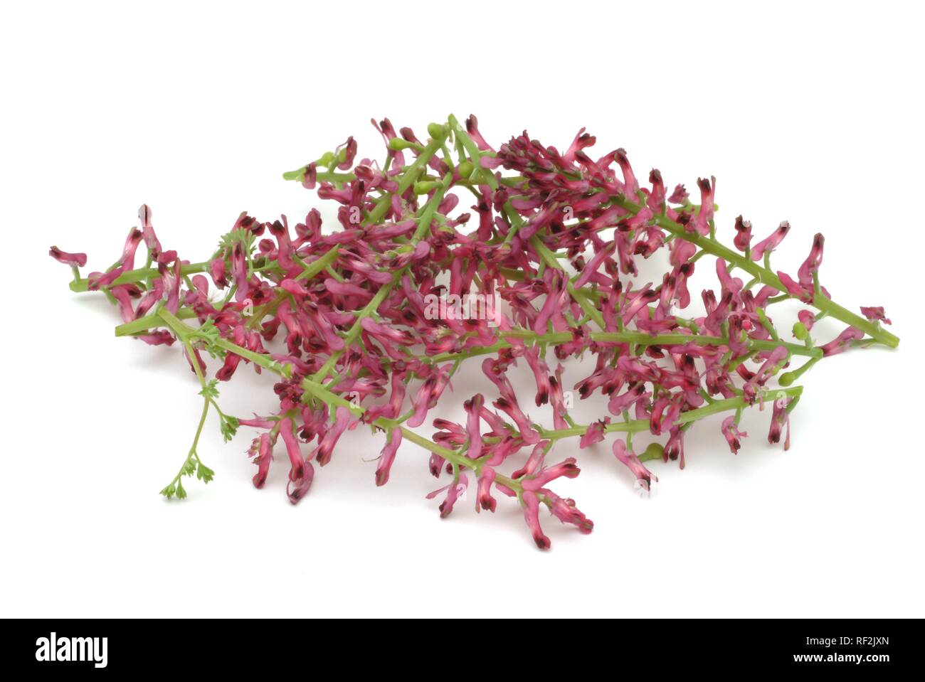 Fumitory oder Erde Rauch (Fumaria officinalis), Heilpflanzen Stockfoto