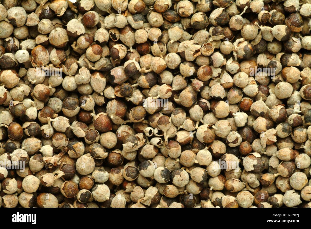 Vitex, Chaseberry oder Mönchspfeffer (Vitex agnus-castus), Heilpflanzen Stockfoto