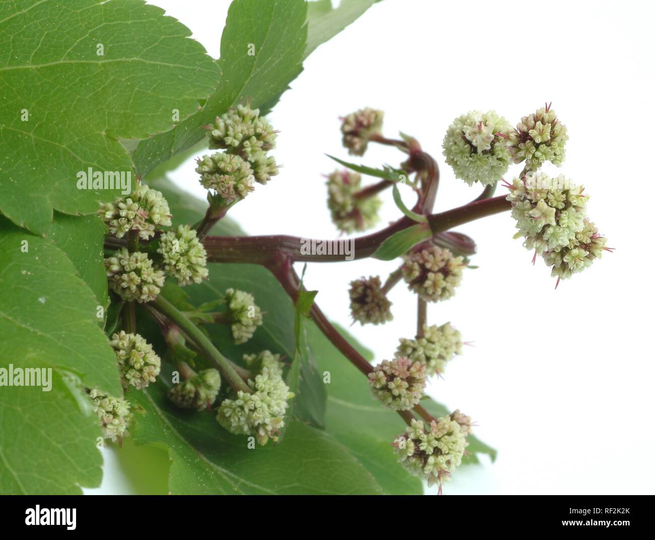 Sanicle (Sanicula europaea), Heilpflanzen Stockfoto