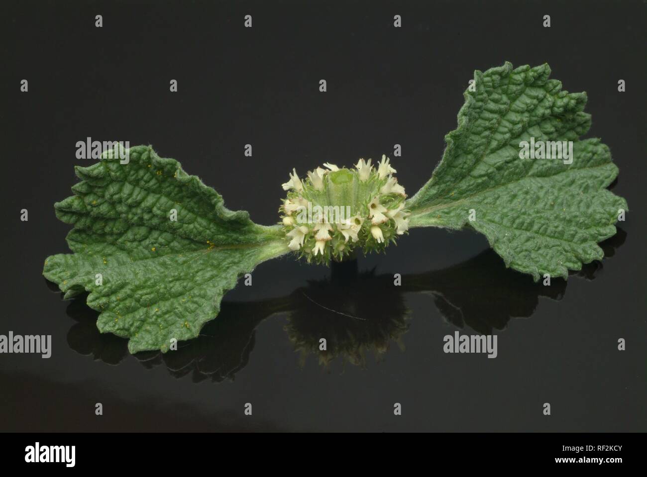 White Horehound (Marrubium vulgare), Heilpflanze, Kräuter Stockfoto