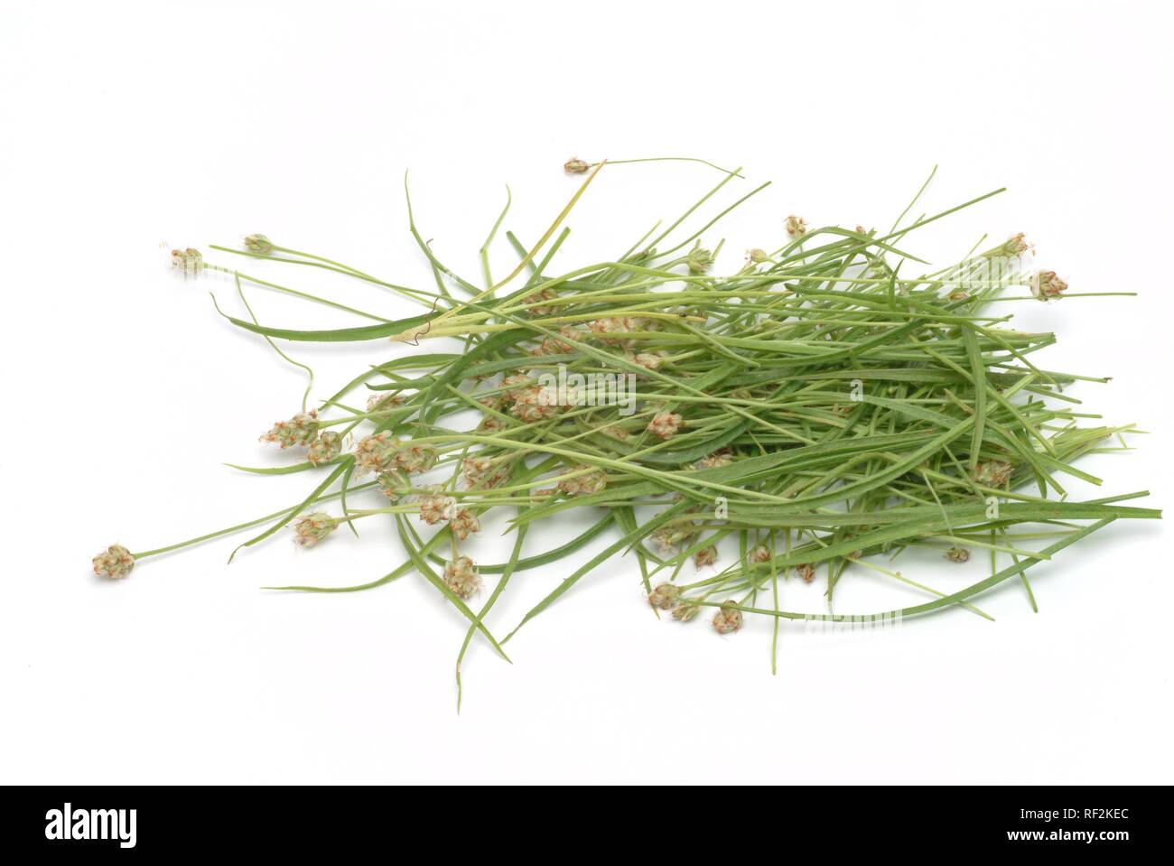 Sand Wegerich (Plantago psyllium), Heilpflanze, Kräuter Stockfoto