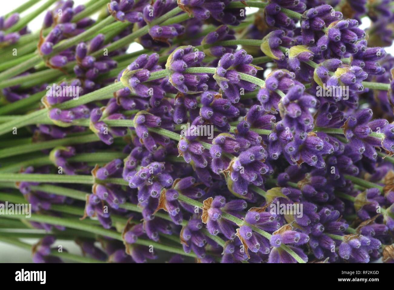 Lavendel (Lavandula angustifolia, Lavandula officinalis, Lavandula vulgaris), Heilpflanzen Stockfoto