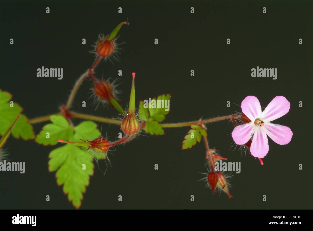 Kraut Robert (Geranium robertianum), Heilpflanzen Stockfoto