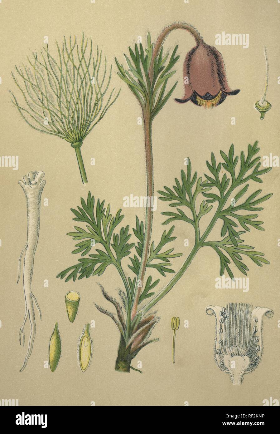 Common Pasque flower oder Däne Blut (Pulsatilla vulgaris), Heilpflanzen, historische chromolithograph bis 1880 vom Stockfoto
