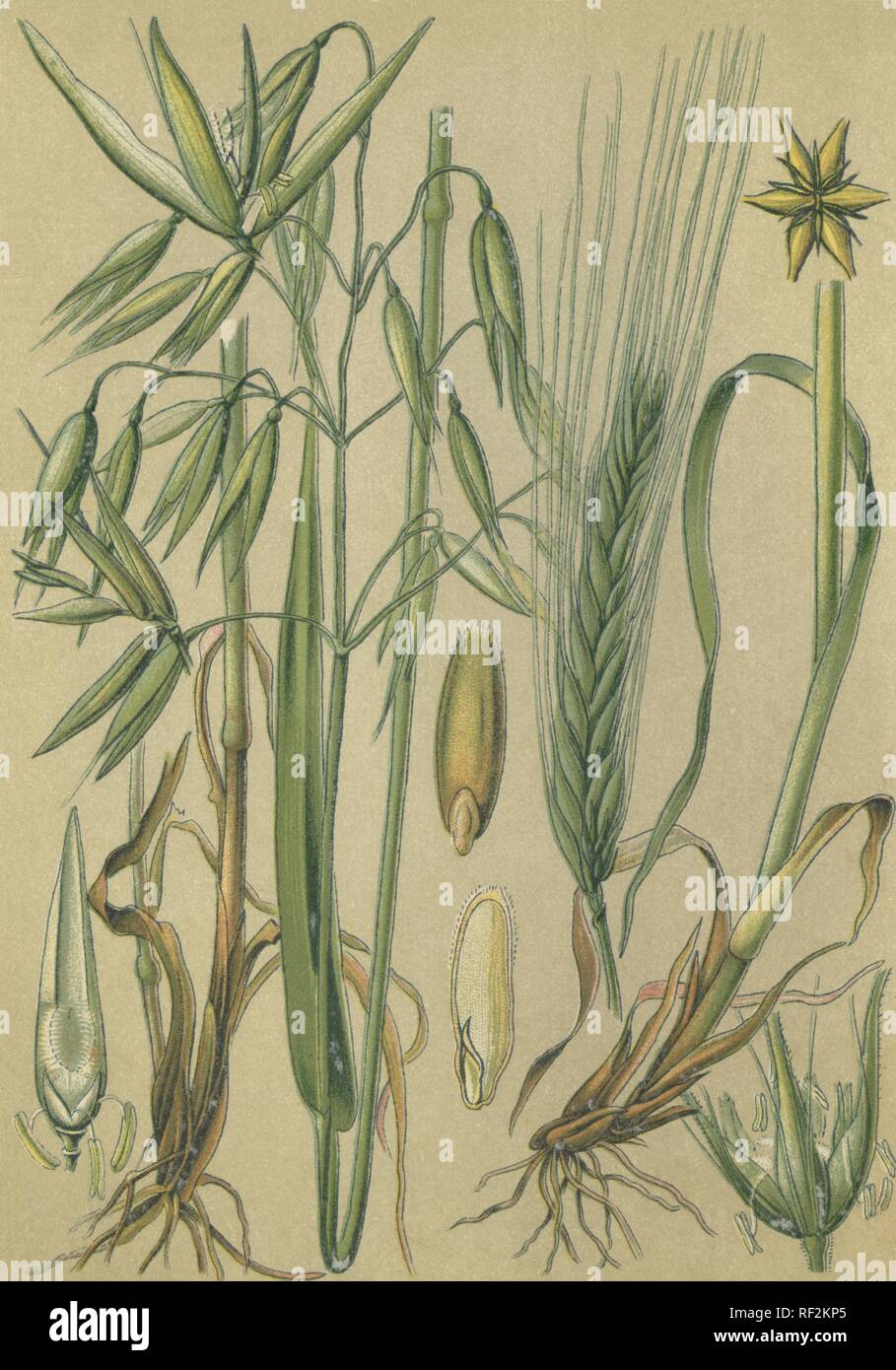 Hafer (Avena sative) auf der linken und Gerste (Hordeum vulgare) auf der rechten Seite, historische chromolithograph bis 1880 vom Stockfoto