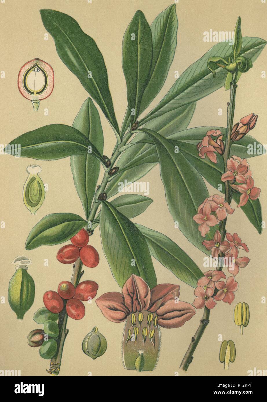 Daphne oder Paradies Pflanze (Daphne mezereum), Heilpflanzen, historische chromolithograph bis 1880 vom Stockfoto